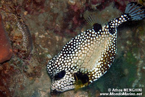 Pesce scatola (Lactophrys triqueter)