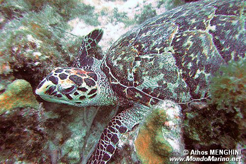 Tartaruga (Eretmochelys imbricata)