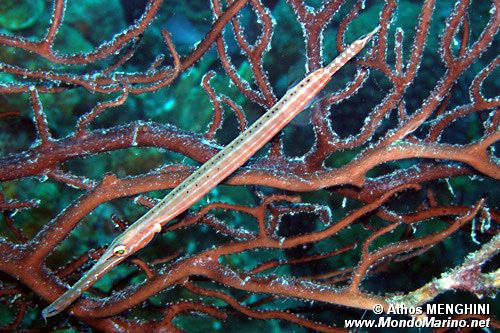 Pesce flauto (Fistularia petimba)