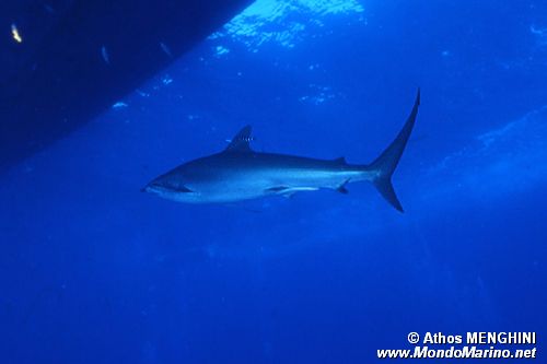 Squalo Seta (Carcharhinus falciformis)