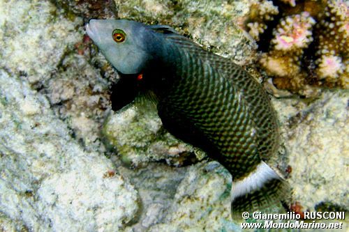 Pesce (Novaculichthys taeniourus)