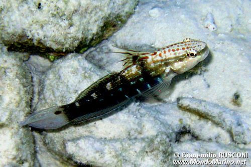 Ghiozzo a bande (Amblygobius semicintus)
