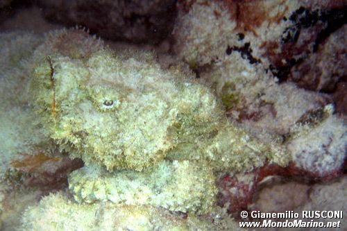 Pesce pietra (Synanceia verrucosa)