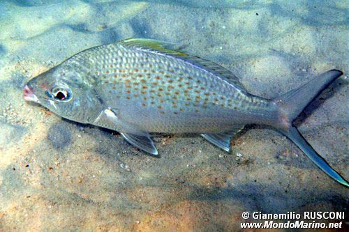 Ventre d'argento dalla coda lunga (Gerres acinaces)