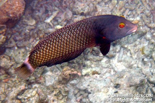 Pesce (Novaculichthys taeniourus)
