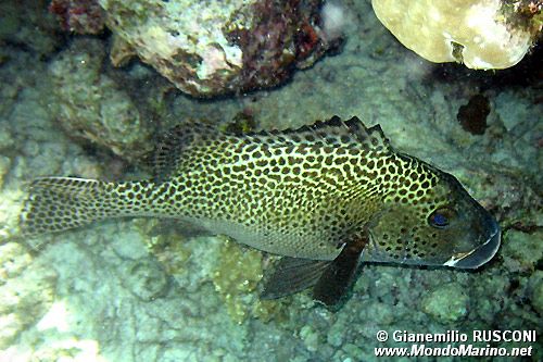 Gaterino arlecchino (Plectorhinchus chaetodonoides)