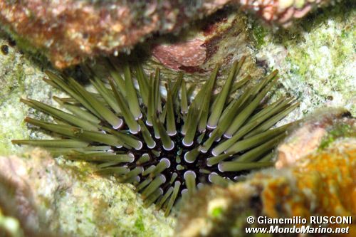 Riccio di mare (Echinometra mathaei)