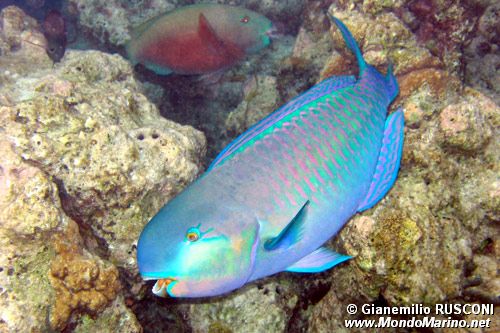 Pappagallo testa di pecora (Scarus strongylocephalus)