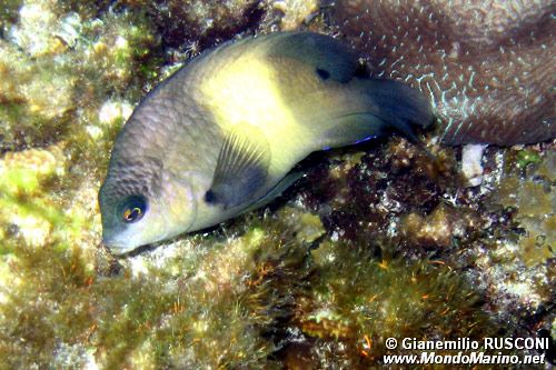 Damigella bruna (Stegastes nigricans)
