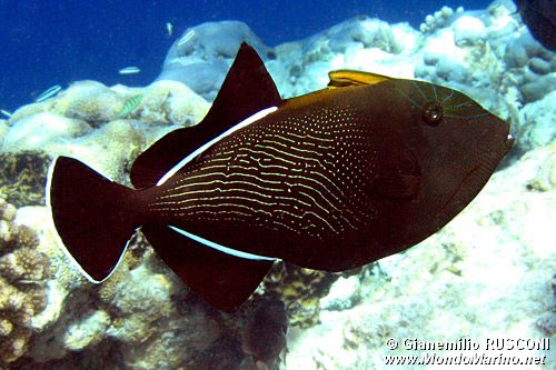 Balestra pinna nera (Melichthys indicus)