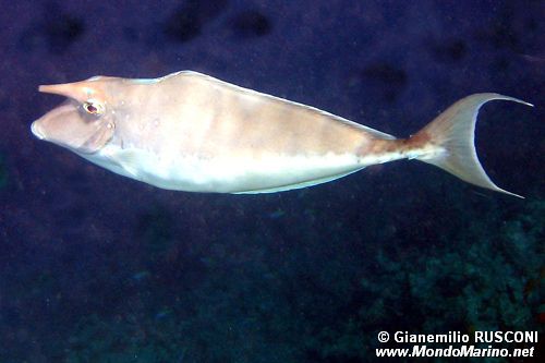 Unicorno gobbo (Naso brachycentron)