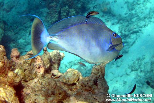 Pesce chirurgo (Naso vlamingii)