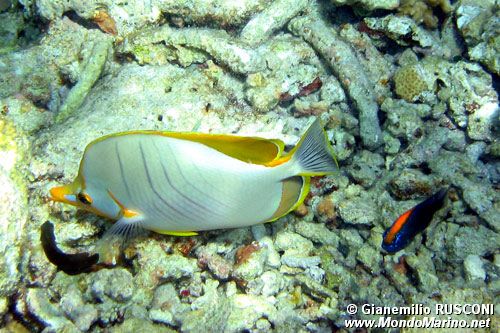 Farfalla testa gialla (Chaetodon xanthocephalus)