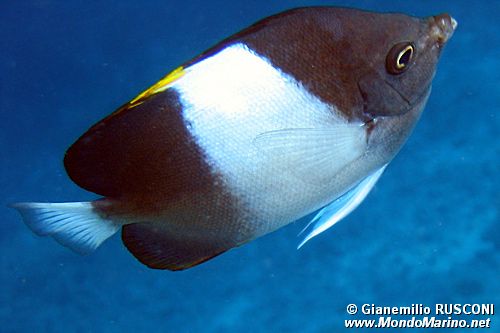 Pesce farfalla piramide nero (Hemitaurichthys zoster)
