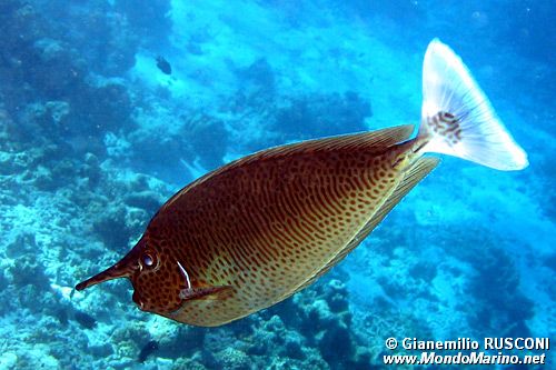Pesce chirurgo unicorno (Naso brevirostris)