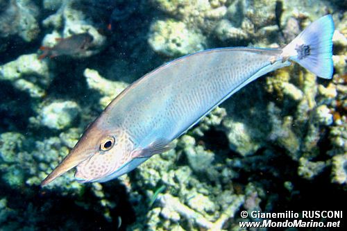 Pesce chirurgo unicorno (Naso brevirostris)