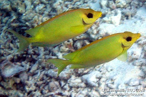 Coniglio del corallo (Siganus corallinus)
