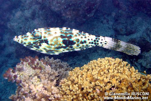 Pesce lima scrittura (Aluterus scriptus)