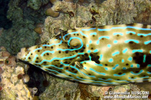 Pesce lima scrittura (Aluterus scriptus)