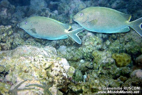 Siganide (Siganus stellatus)