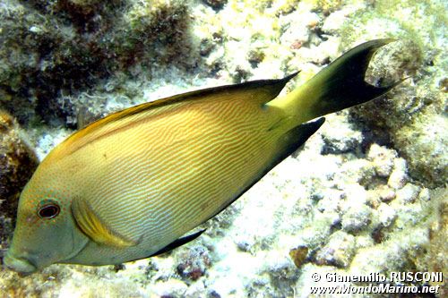 Chirurgo striato (Ctenochaetus striatus)