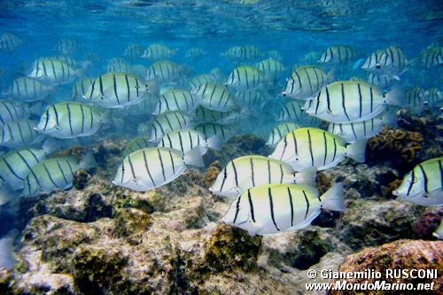 Chirurgo zebra (Acanthurus triostegus)