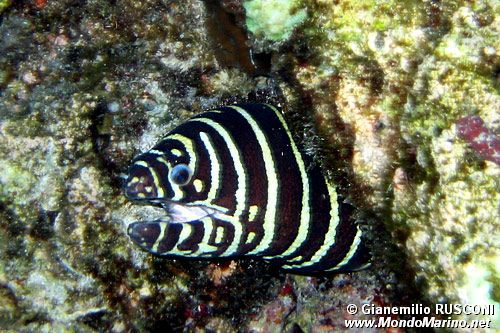 Murena zebra (Gymnomuraena zebra)