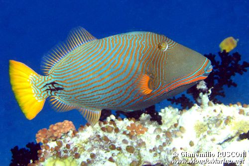 Pesce balestra striato (Balistapus undulatus)