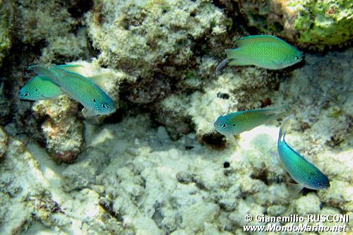 Damigella azzurra (Pomacentrus pavo)