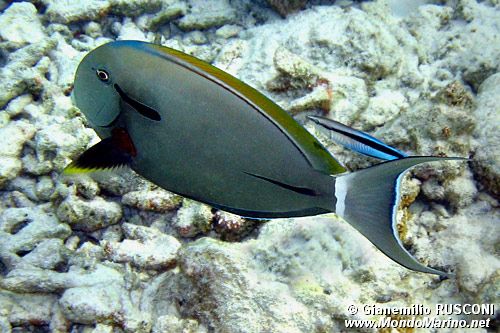 Pesce chirurgo nero (Acanthurus nigricauda)