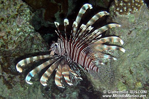 Pesce cobra (Pterois miles)