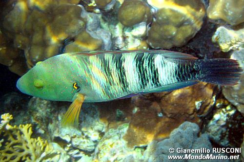 Tordo dalla coda sfrangiata (Cheilinus lunulatus)