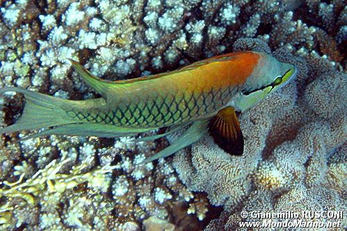 Labride insidiatore (Epibulus insidiator)