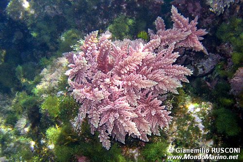 Alga rossa (Asparagopsis armata)