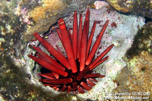 Riccio matita ardesia (Heterocentrotus mammillatus)