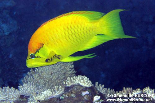 Labride insidiatore (Epibulus insidiator)