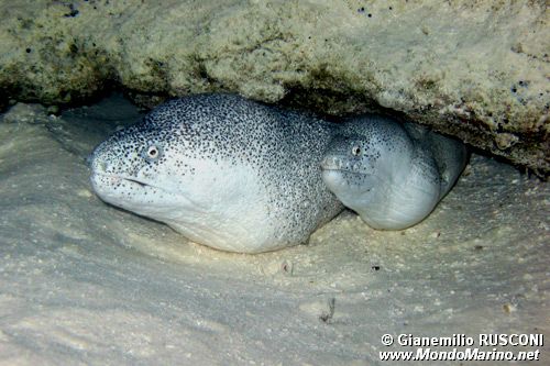 Murena dipinta (Siderea picta)