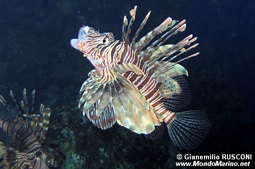 Pesce cobra (Pterois miles)