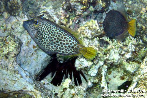 Pesce lima (Cantherhines pardalis)