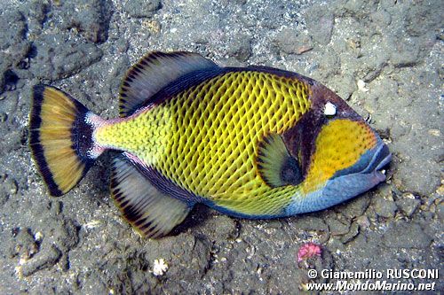 Pesce balestra (Balistoides viridescens)