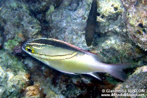 Nemipteride bilineato (Scolopsis bilineata)