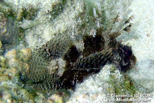 Pesce cobra zebrato (Dendrochirus zebra)