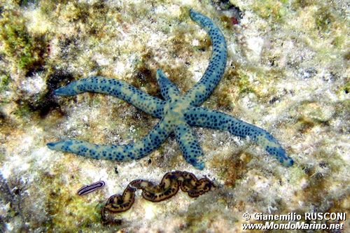 Stella Marina (Linckia laevigata)