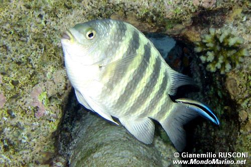 Sergente lineato (Abudefduf septemfasciatus)