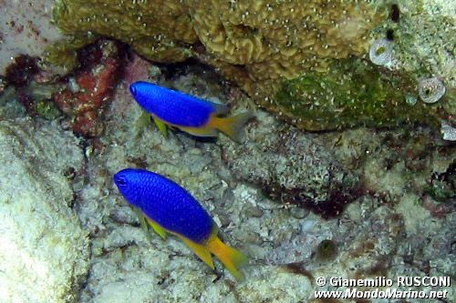 Damigella cerulea (Pomacentrus caeruleus)