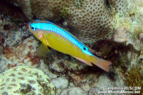 Damigella ondulata (Chrysiptera brownriggii)