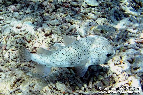 Pesce istrice (Diodon hystrix)