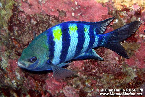 Pesce sergente (Abudefduf vaigiensis)