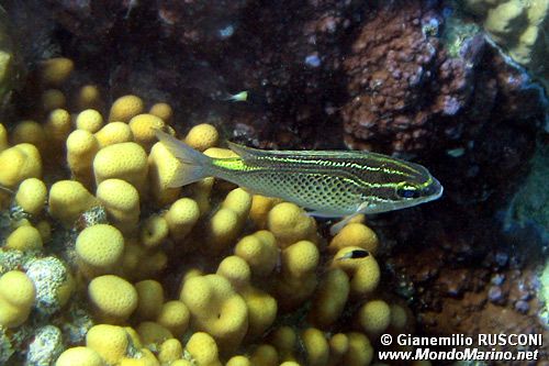 Nemipteride arabo (Scolopsis ghanam)