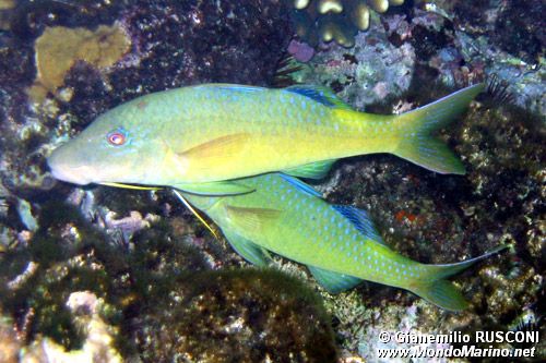 Triglia tropicale (Parupeneus cyclostomus)